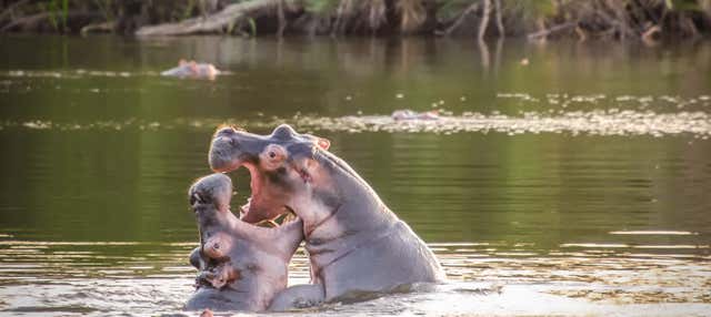 Safari de 2 días por el Parque Nacional del Lago Mburo