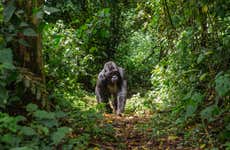 Tour completo: 10 giorni in Uganda