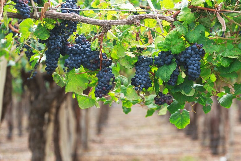 Os vinhedos de uva tannat