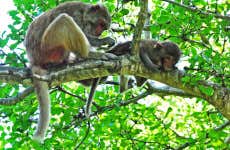 Excursão à Ilha dos Macacos e à Baía Nha Phu