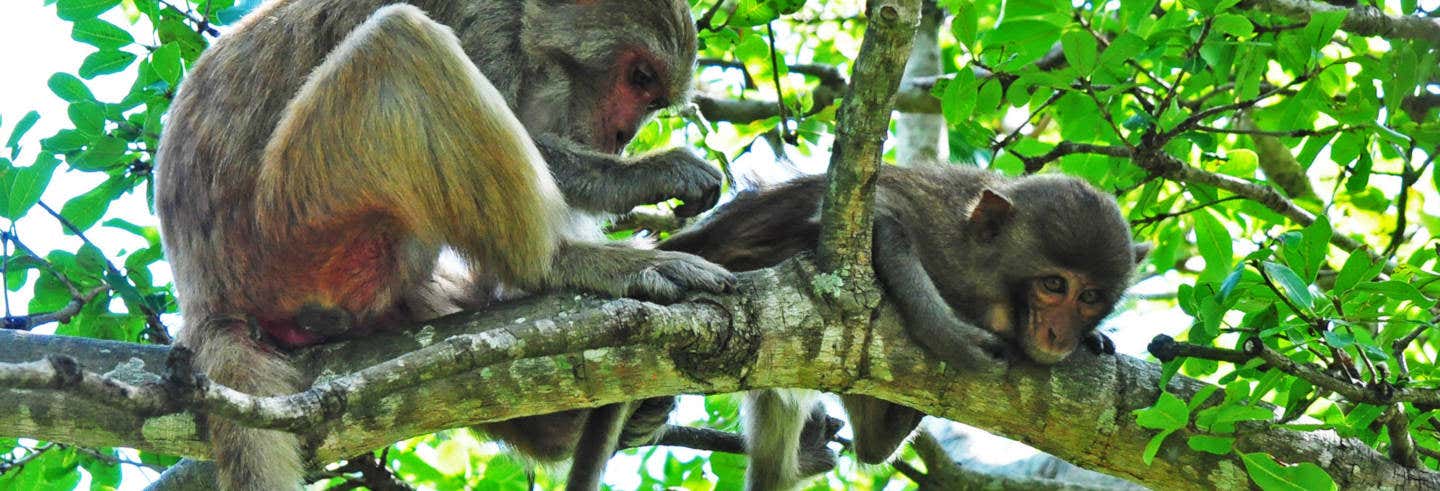 Excursão à Ilha dos Macacos e à Baía Nha Phu