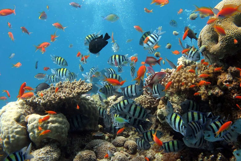 Biodiversidad marina en Nha Trang