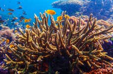 Nha Trang Seawalker Tour