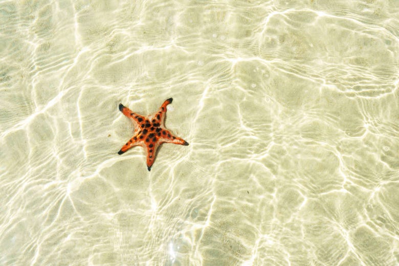 Un estrella de mar de la playa de Rach Vem