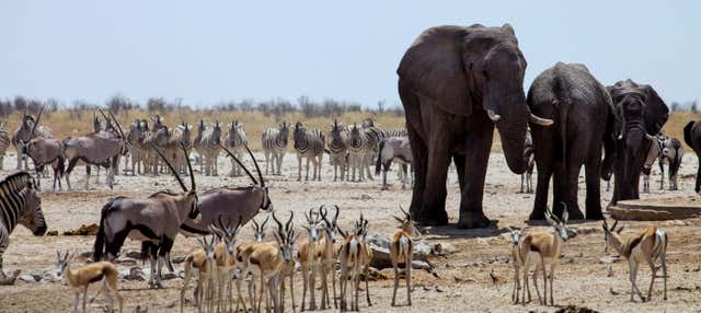 Excursão ao Parque Nacional Chobe