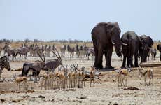 Excursão ao Parque Nacional Chobe