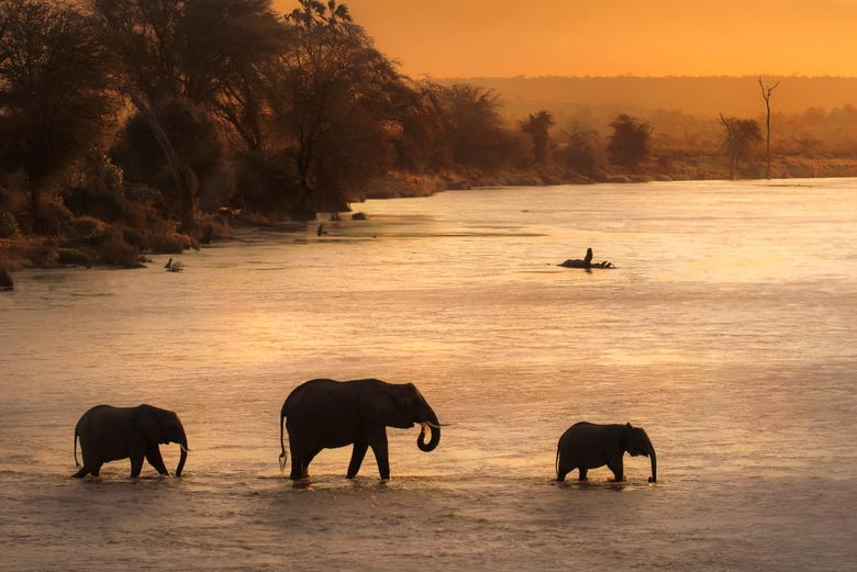 Elefantes en el río al atardecer